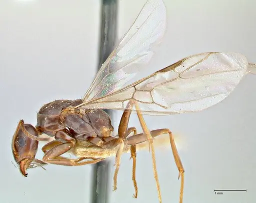 Iridomyrmex suchieri specimen FOCOL2828 image focol2828_3