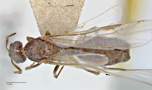 Iridomyrmex suchieri specimen FOCOL2829 image focol2829_1