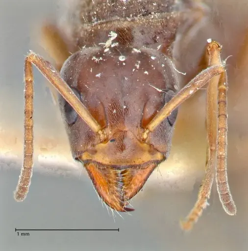 Iridomyrmex suchieri specimen FOCOL2829 image focol2829_2