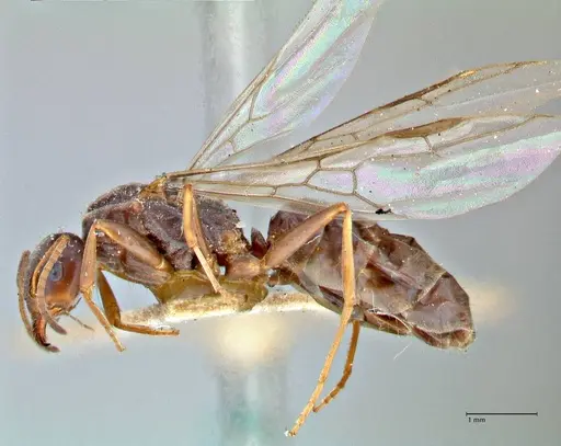 Iridomyrmex suchieri specimen FOCOL2829 image focol2829_3