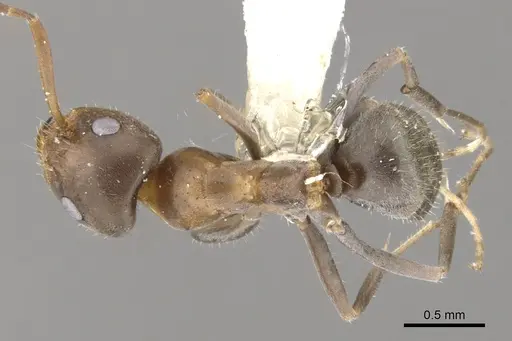 Iridomyrmex suchieroides specimen CASENT0903094 image casent0903094_1