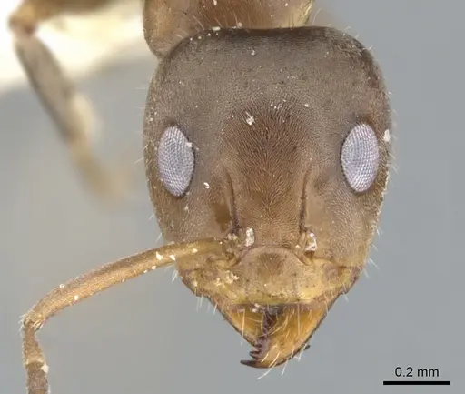 Iridomyrmex suchieroides specimen CASENT0903094 image casent0903094_2