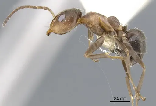 Iridomyrmex suchieroides specimen CASENT0903094 image casent0903094_3