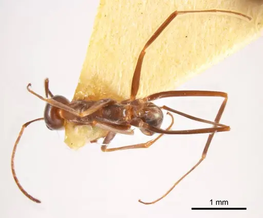 Iridomyrmex tenuiceps specimen ANTWEB1008654 image antweb1008654_1