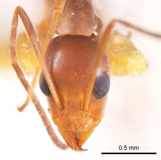 Iridomyrmex tenuiceps specimen ANTWEB1008654 image antweb1008654_2
