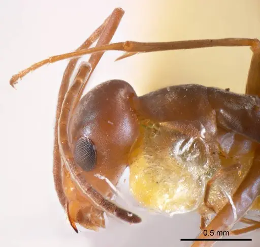 Iridomyrmex tenuiceps specimen ANTWEB1008654 image antweb1008654_3