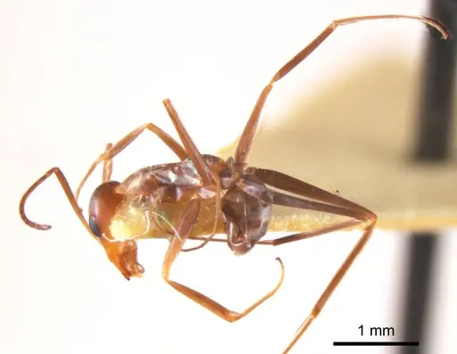 Iridomyrmex tenuiceps specimen ANTWEB1008654 image antweb1008654_4