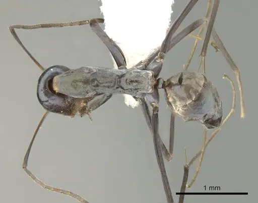 Iridomyrmex tenuiceps specimen CASENT0249706 image casent0249706_1