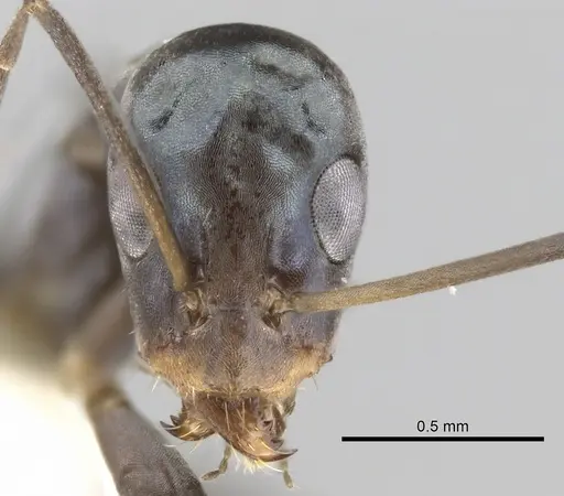 Iridomyrmex tenuiceps specimen CASENT0249706 image casent0249706_2