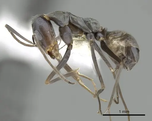 Iridomyrmex tenuiceps specimen CASENT0249706 image casent0249706_3