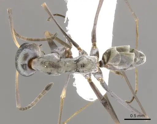 Iridomyrmex tenuiceps specimen CASENT0903099 image casent0903099_1