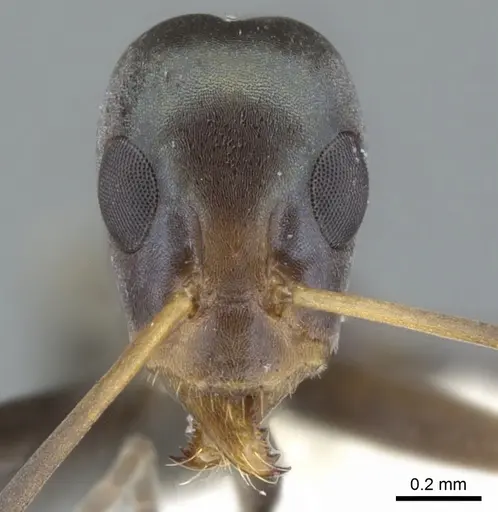Iridomyrmex tenuiceps specimen CASENT0903099 image casent0903099_2