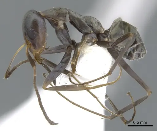 Iridomyrmex tenuiceps specimen CASENT0903099 image casent0903099_3