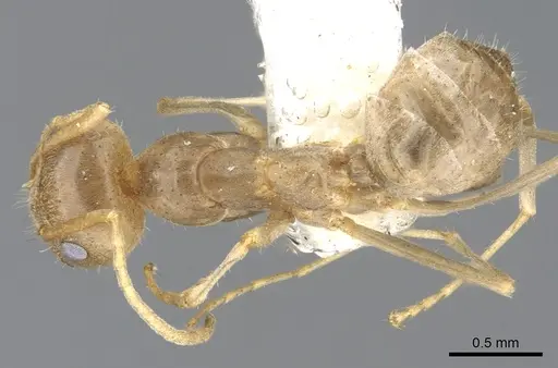Iridomyrmex trigonoceps specimen CASENT0903087 image casent0903087_1