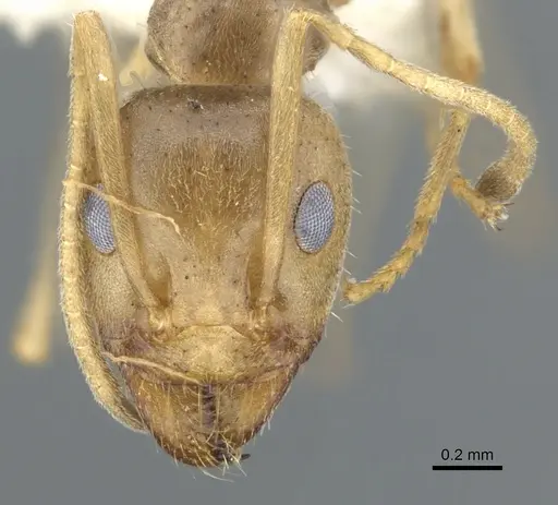 Iridomyrmex trigonoceps specimen CASENT0903087 image casent0903087_2