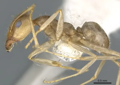 Iridomyrmex trigonoceps specimen CASENT0903087 image casent0903087_3