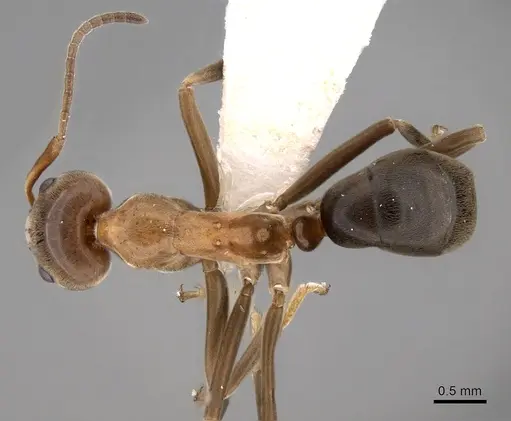 Iridomyrmex turbineus specimen CASENT0249715 image casent0249715_1