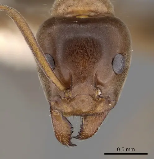 Iridomyrmex turbineus specimen CASENT0249715 image casent0249715_2