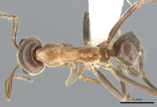 Iridomyrmex turbineus specimen CASENT0903086 image casent0903086_1