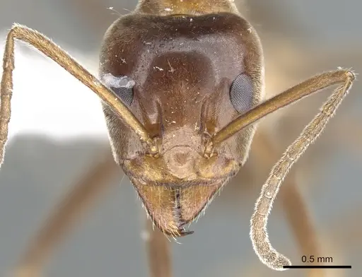 Iridomyrmex turbineus specimen CASENT0903086 image casent0903086_2