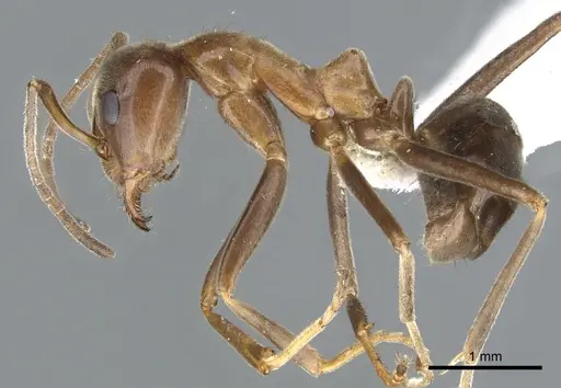 Iridomyrmex turbineus specimen CASENT0903086 image casent0903086_3