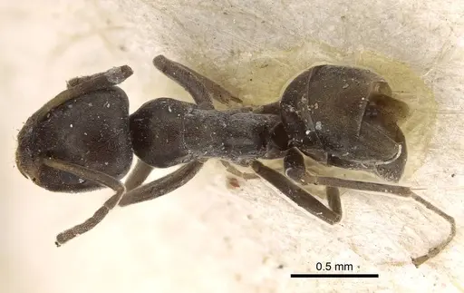 Iridomyrmex victorianus specimen CASENT0922448 image casent0922448_1