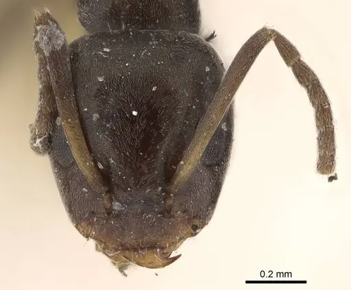 Iridomyrmex victorianus specimen CASENT0922448 image casent0922448_2