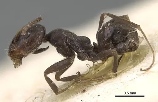Iridomyrmex victorianus specimen CASENT0922448 image casent0922448_3