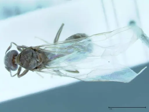 Iridomyrmex victorianus specimen FOCOL0016 image focol0016_1