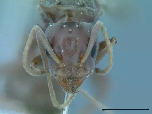 Iridomyrmex victorianus specimen FOCOL0016 image focol0016_2