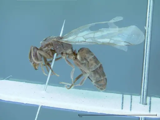 Iridomyrmex victorianus specimen FOCOL0016 image focol0016_3