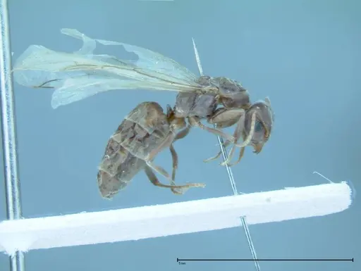 Iridomyrmex victorianus specimen FOCOL0016 image focol0016_4