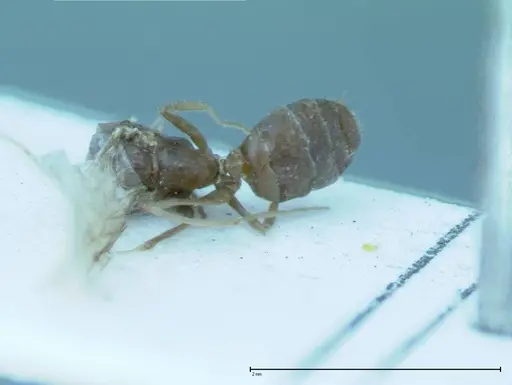 Iridomyrmex victorianus specimen FOCOL0017 image focol0017_1