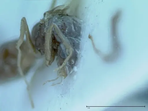 Iridomyrmex victorianus specimen FOCOL0017 image focol0017_2
