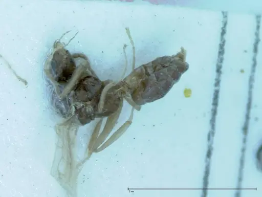 Iridomyrmex victorianus specimen FOCOL0017 image focol0017_3
