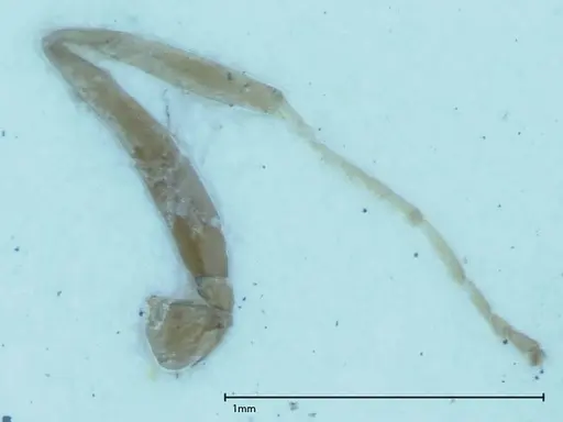 Iridomyrmex victorianus specimen FOCOL0017 image focol0017_4