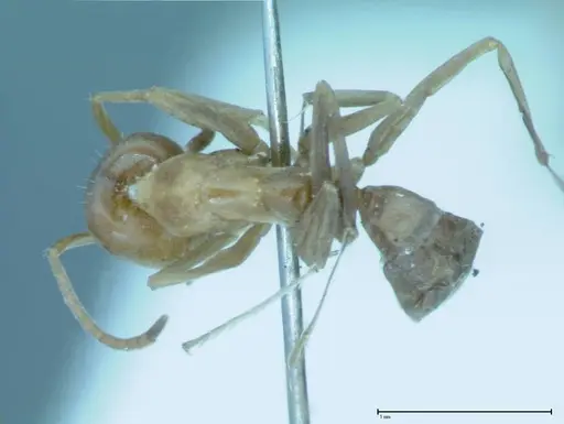 Iridomyrmex victorianus specimen FOCOL0018 image focol0018_1