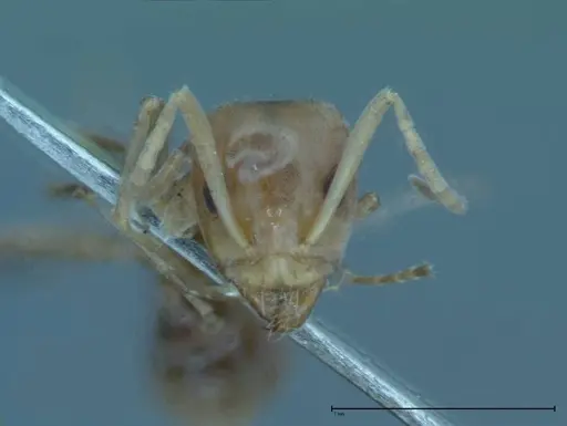 Iridomyrmex victorianus specimen FOCOL0018 image focol0018_2