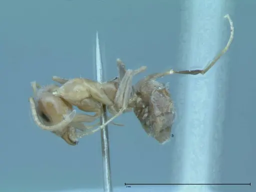 Iridomyrmex victorianus specimen FOCOL0018 image focol0018_3
