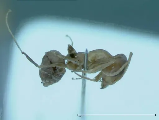 Iridomyrmex victorianus specimen FOCOL0018 image focol0018_4