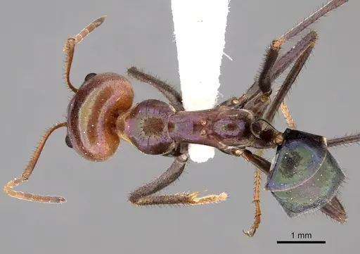 Iridomyrmex viridiaeneus specimen CASENT0249728 image casent0249728_1