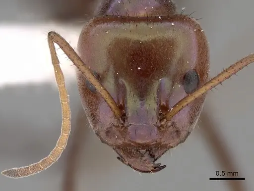 Iridomyrmex viridiaeneus specimen CASENT0249728 image casent0249728_2