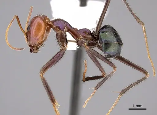 Iridomyrmex viridiaeneus specimen CASENT0249728 image casent0249728_3