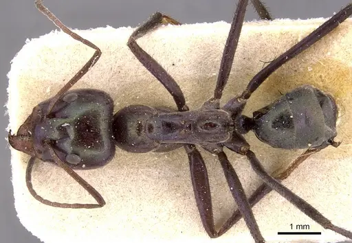 Iridomyrmex viridiaeneus specimen CASENT0905043 image casent0905043_1