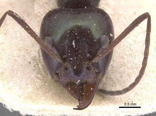 Iridomyrmex viridiaeneus specimen CASENT0905043 image casent0905043_2