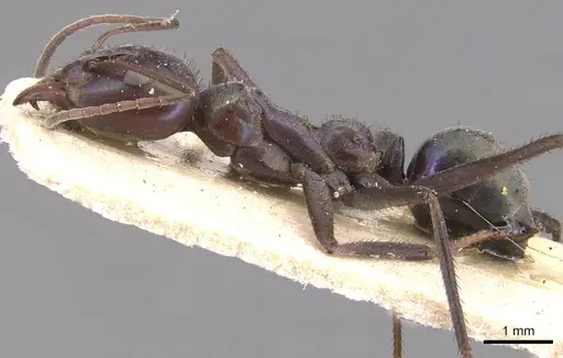 Iridomyrmex viridiaeneus specimen CASENT0905043 image casent0905043_3