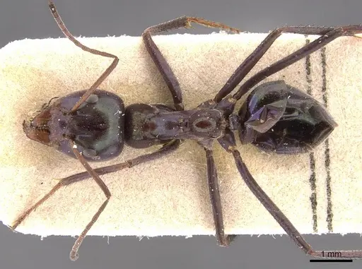 Iridomyrmex viridiaeneus specimen CASENT0905836 image casent0905836_1