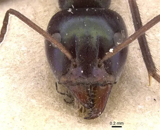 Iridomyrmex viridiaeneus specimen CASENT0905836 image casent0905836_2