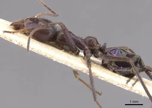 Iridomyrmex viridiaeneus specimen CASENT0905836 image casent0905836_3