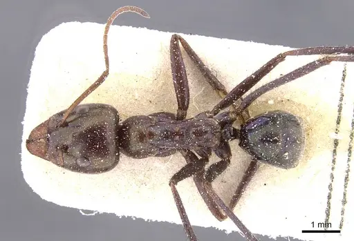 Iridomyrmex viridiaeneus specimen CASENT0911557 image casent0911557_1